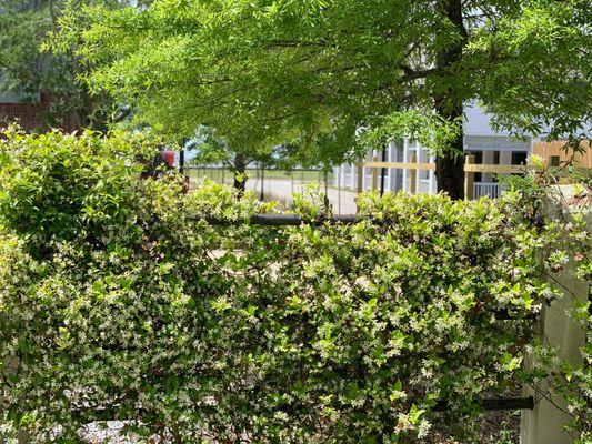 Confederate jasmine on fence.