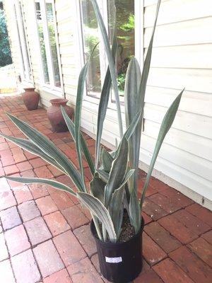 Sansevieria sayuri