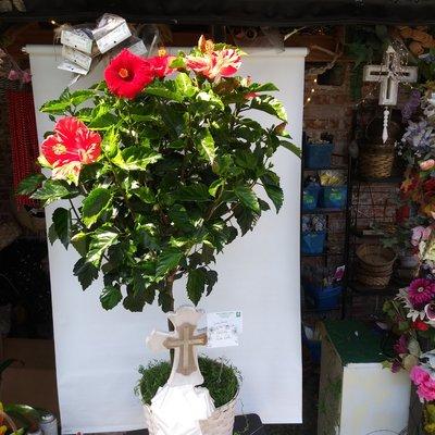 Hibiscus tree with cross