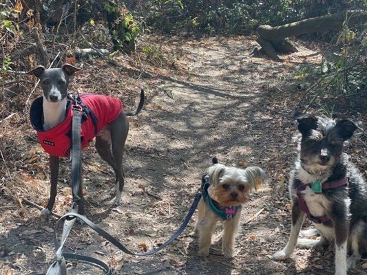 Small dog pack out on a trail walk.