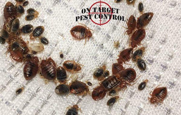 Our bedbug treatment prices can't be beat!!