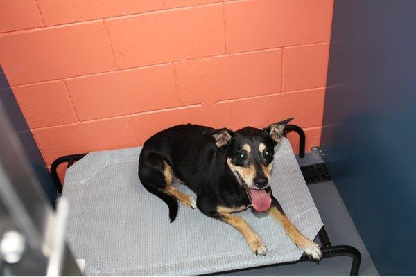 Hammock beds in our spacious pet hotel!