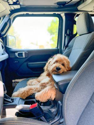 Goldendoodle puppy