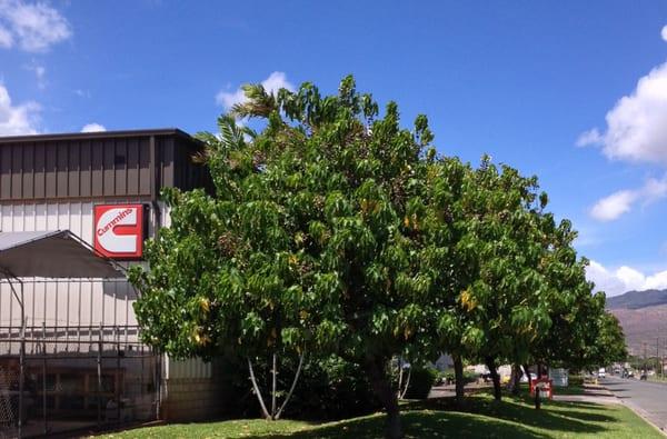 Welcome to the Cummins Pacific Hawaii Service Center!