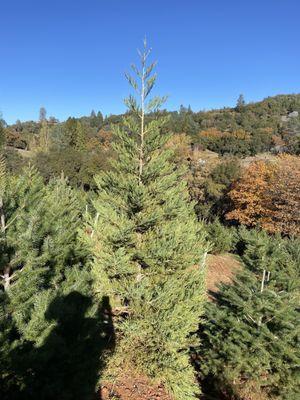 Cedar Christmas tree