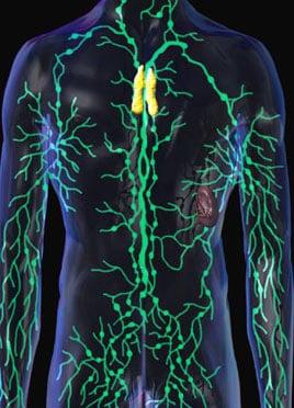 Lymphatics is our sewer and requires proper movement to move the toxins