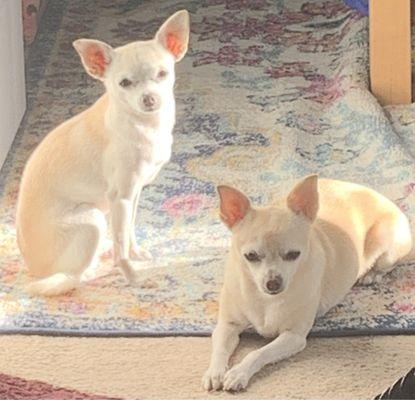 Yoko laying down and Ginger sitting up  sunning themselves. Yoko is the patient at MassVet