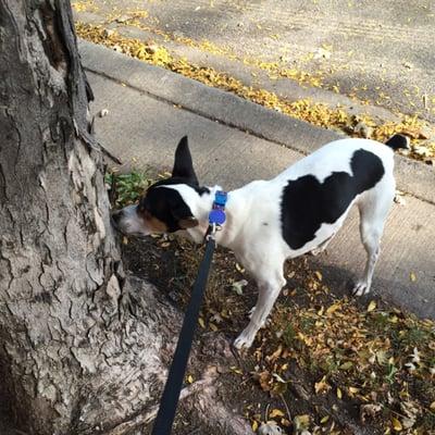 Calvin investigating a few scents.