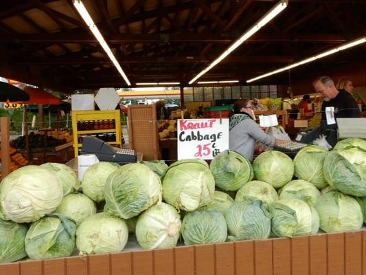 Giant cabbage!