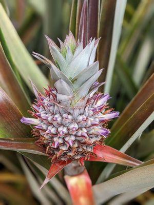 Kauai sugarloaf pineapple