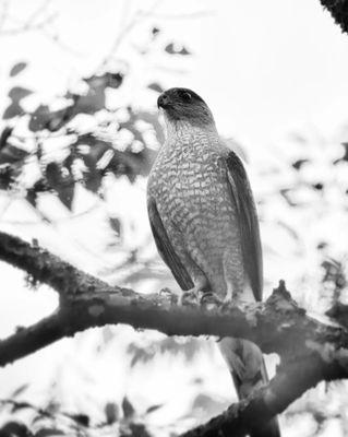 Cooper's hawk