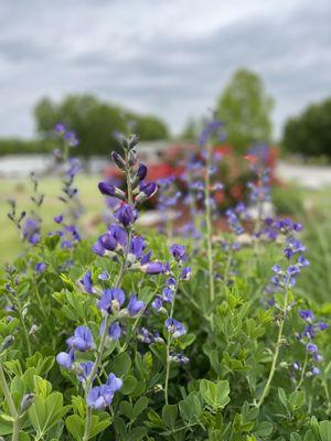 Beautiful spring flowers