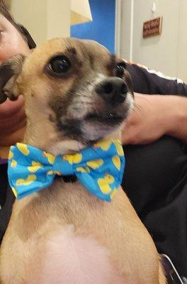 Check out this adorable rubber ducky bow tie