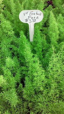 Asparagus fern