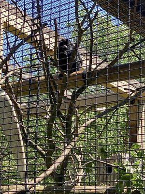 Black Howler Monkey