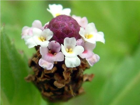 Frog Fuit (Lippia nodiflora) one of the specialty seeds Lorenz's supply.