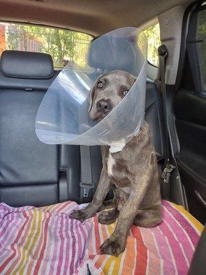 My baby boy Blue after I picked him up from surgery at South Ocala Animal Clinic