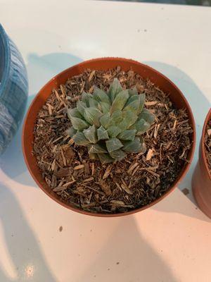 Haworthia Cooperi.