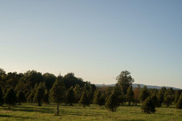 We have Scotch Pine, Douglas Fir, White Pine, and Norway Spruce this year! $55 each cut your own Virginia Grown