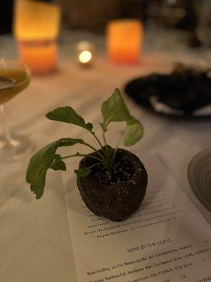 Potted plant. The dirt is quinoa