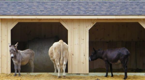 Porter, Eli and Vegas are always ready to say hello! (Hint, they love carrots and apples)