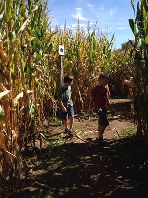 Corn maze! Best corn maze I've been in!