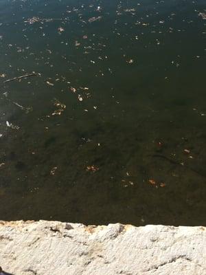 Fish swimming