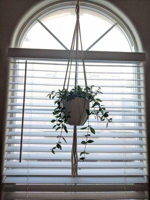 I only buy plastic pots from here for my hanging plants! They're so lightweight and fit perfectly!