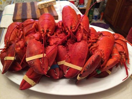 One dozen of lobsters!!!