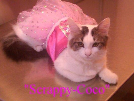 Scrappy-coco kitty cat