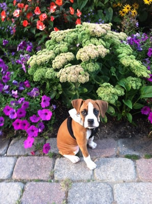 Sammy gets the best care at this veterinary clinic! We wouldn't go anywhere else! Sherri;)