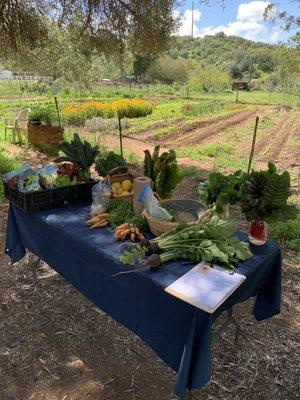 Today's selection of gorgeous organic produce...