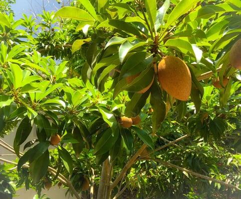 Sopadilla(sugar Apple ) tree