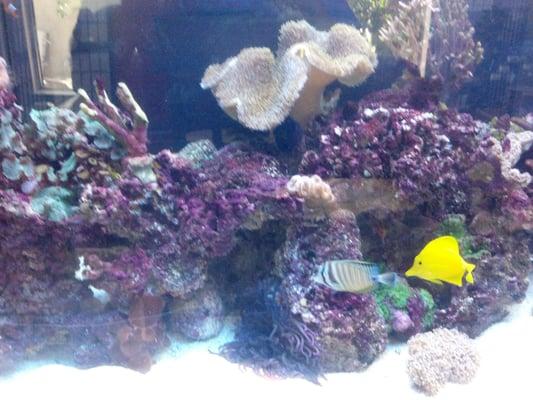 Reef Aquarium