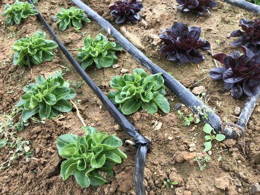 Perfect lettuce heads in the greenhouse.