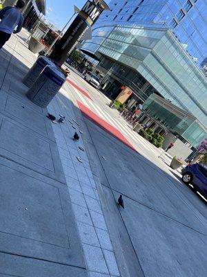 Pigeons getting that bread