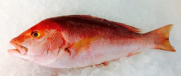 Yellow-eyed snapper