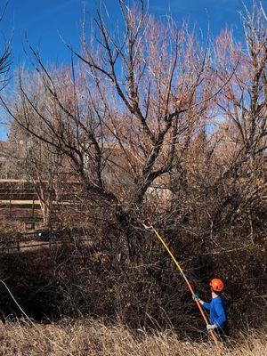 Dandy Tree Care