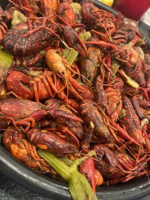 MUDBUGS