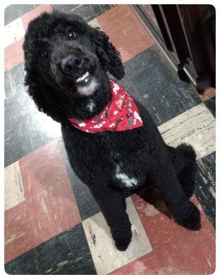 Max. Happy Boy After Grooming at Beaches Pet Resort