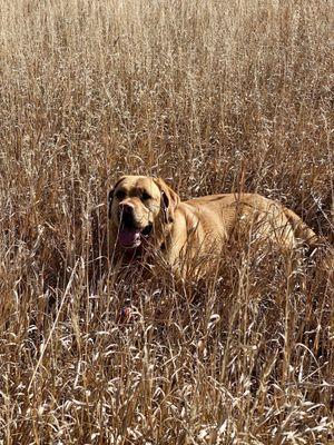 Copper loving life!