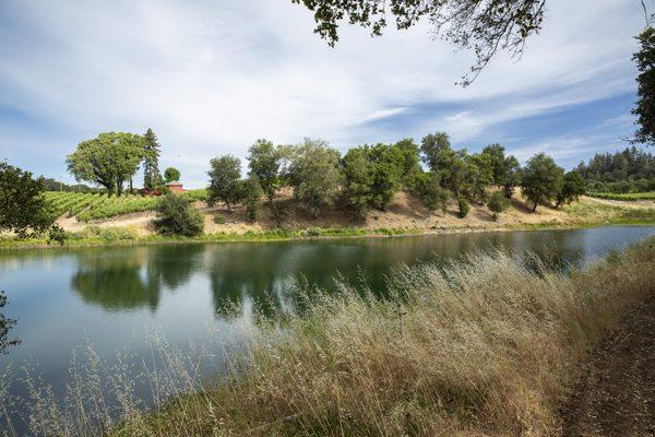 The lake at Saini Vineyards