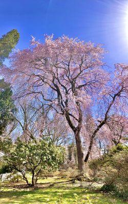 Taylor Arboretum -- April 2023