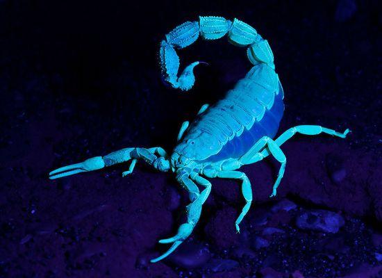 The fluorescence of a black light makes scorpions glow during a nighttime black light search