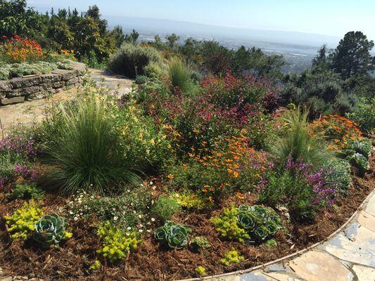 Small installation of natives and drought tolerants in the Oakland Hills.