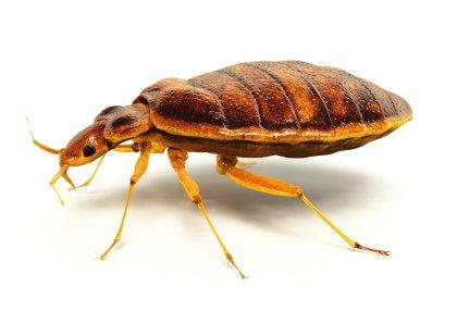 bed bug close up