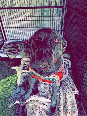 Cane Corso