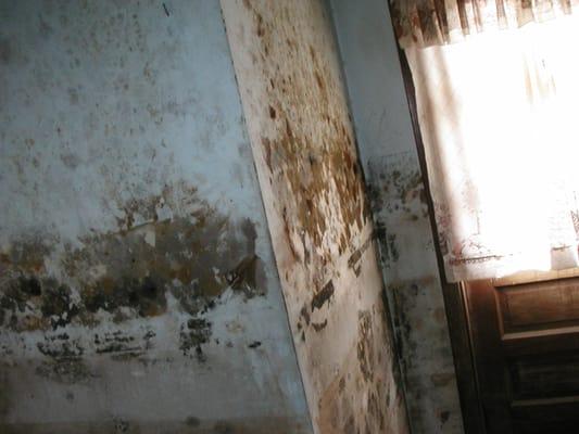 Mold Damage Repair