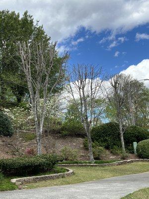 Trimming river trees