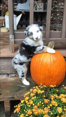 Halloween pumpkins!